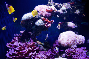 SEATTLE, WASHINGTON, USA - JAN 25th, 2017: Exotic coral fish in marine aquarium on blue background
