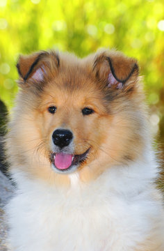 Portrait of rough collie dog