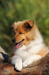 Portrait of rough collie dog