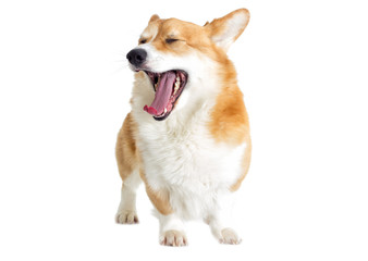 Welsh corgi dog yawns