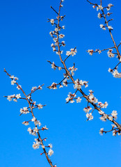 Branch of the blossoming apricot tree against blue sky