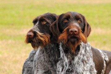 Two German Wirehaired Pionter, deutsch drahthaar dogs.