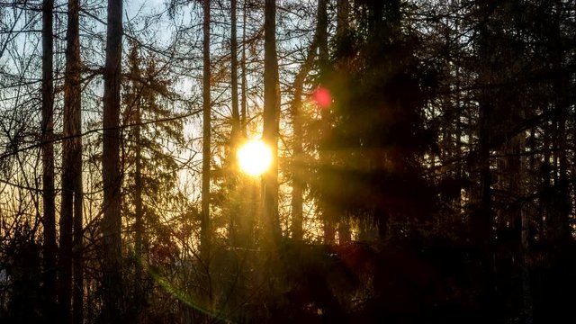 Early and mild winter morning sunrise between the trees. Perfect weather, almost no clouds, beautiful color change while the sun makes its way. Decent Light and shadow plays - timelapse