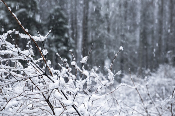 Bing.background snowfall in the winter forest