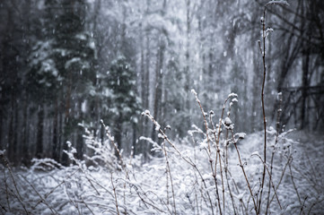 background snowfall in the winter forest