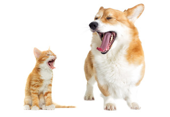 Welsh corgi dog And a kitten yawns