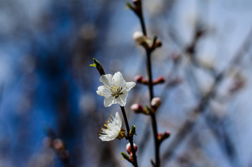 Branch of the blossoming apricot tree
