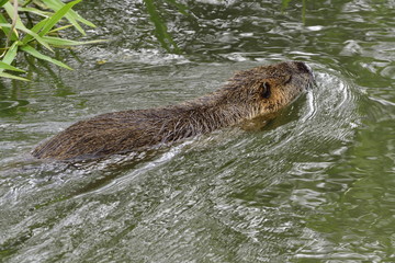 Obraz premium Schwimmendes Nutria
