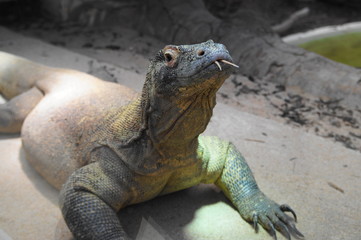 Dragon de Komodo tirant la langue
