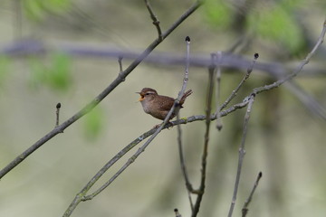 Singendes Zaunkönig Männchen ( Troglodytes troglodytes )