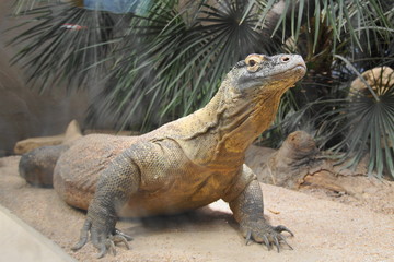 Dragon de Komodo