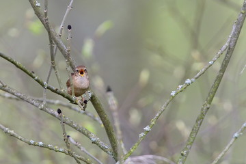 Singendes Zaunkönig Männchen ( Troglodytes troglodytes )