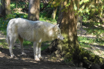 Loup blanc arctique