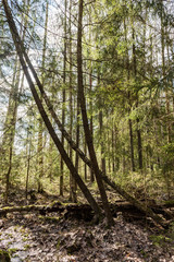 Obraz premium forest trees on bright blue sky