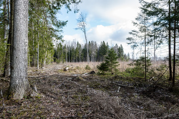 tree trunks in forest
