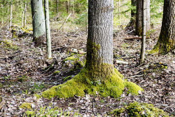 tree trunks in forest