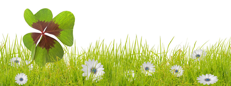 tr&egrave;fle &agrave; quatre feuilles et fleurs blanches parmi les herbes, fond blanc