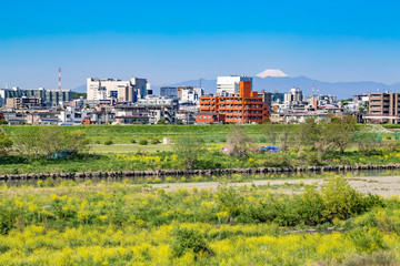 河川敷の菜の花