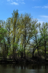 Fototapeta na wymiar Trees on the bank of the lake
