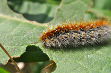 Caterpillar feeding on a leaf in garden and make damage. Caterpillar on broken leaf