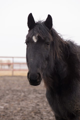 Black pony