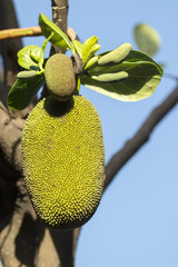 Jackfruit