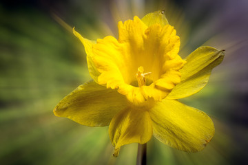 Zoomed image of isolated yellow daffodil spring flower