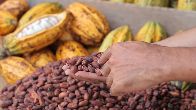 Hands select cocoa beans manually. Brown. Cocoa background