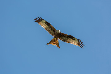 Red Kite flying against a deep blue sky