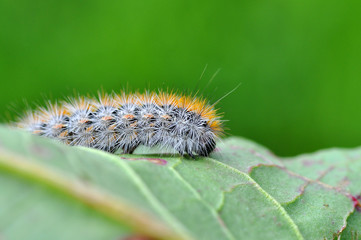 Fototapeta premium Caterpillar feeding on a leaf in garden and make damage. Caterpillar on broken leaf