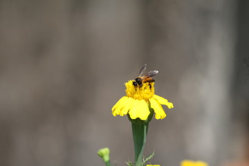 Honey Bee