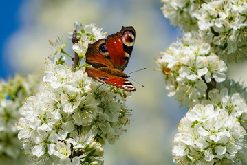 Frühlingsbote - Tagpfauenauge auf Kirschblüten