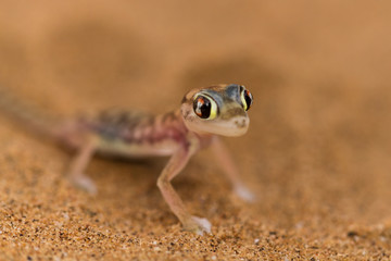 Close up a desert gecko