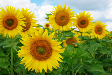 Obraz premium field of blooming sunflowers