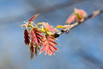 Młode czerwone wiosenne liście na gałęzi drzewa.