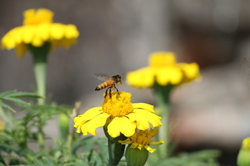 Honey Bee