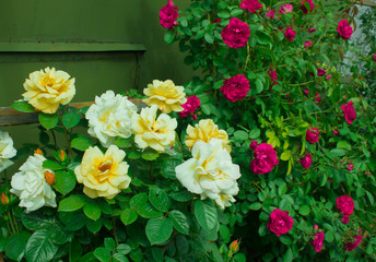 Obraz na płótnie Canvas Цветущие в саду розы Фламментанц и Дукат