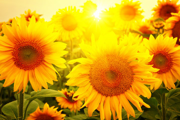 Fototapeta premium sunflowers and sun