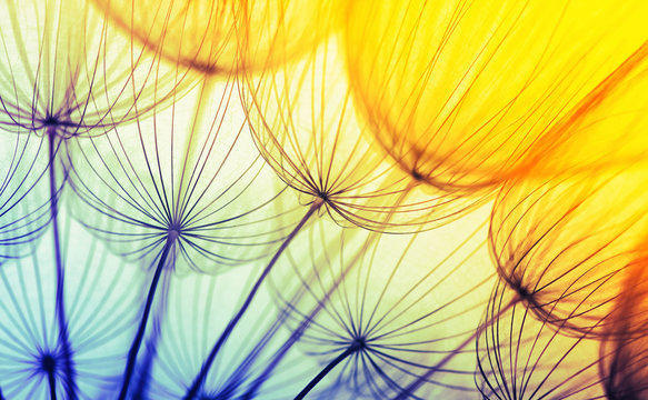 Fototapeta  dandelion flower background