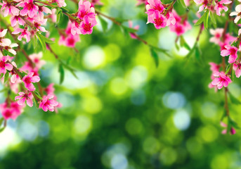 Fototapeta premium Spring blossom with soft blur background