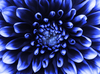 flower and beautiful petals