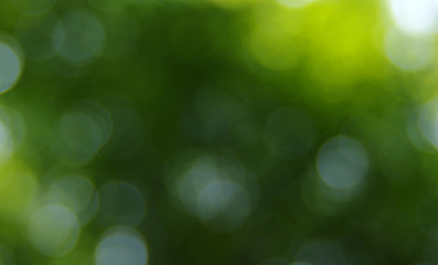 Obraz premium Green blurred background