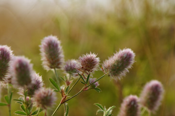 Summer flowering grass