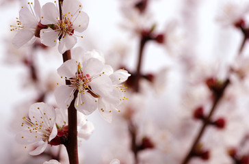 Branch with blossoms