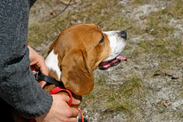 Pies rasy beagle na spacerze.