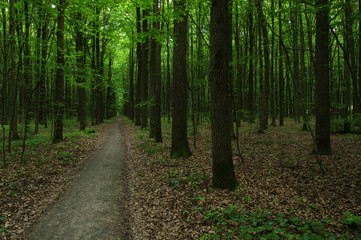 Trees in green forest