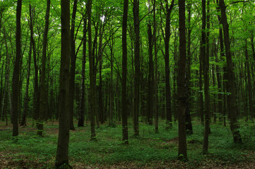 Trees in green forest