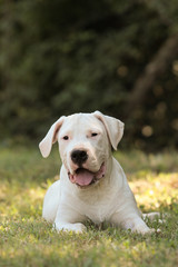 Dogo Argentino Dog