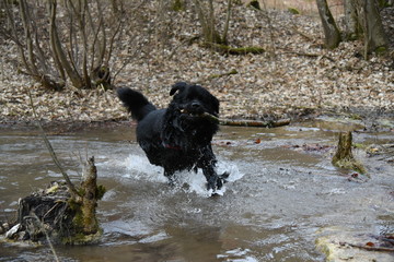 Neufi im Wasser
