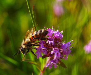 Bee on the flower
